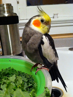 Tintin the Cockatiel